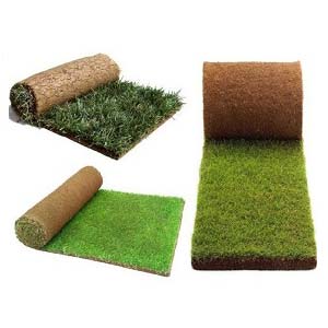 Рулонний газон